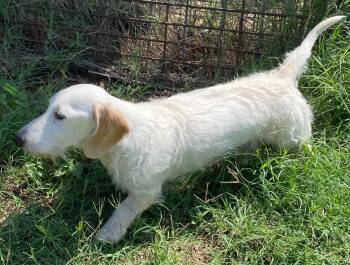 Dachshund Dogs Available for Adoption in Boonton, New Jersey - Otto Doxie TX | PetCurious