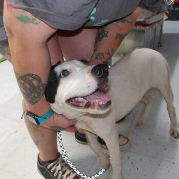 Kyah -  Mixed Breed Dog for Adoption in Marble, North Carolina - Kyah | PetCurious