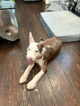 Sam (Pooh Bear ) -  Mixed Breed Dog for Adoption in Madison, Wisconsin - Sam (Pooh Bear ) | PetCurious