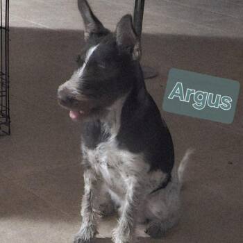 German Wirehaired Pointer Dogs Available for Adoption - Argus | PetCurious