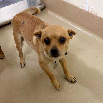 Chihuahua Dogs Available for Adoption in Walnut Creek, California - Ferb | PetCurious
