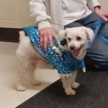 Poodle and Mixed Breed Dogs Available for Adoption in Port Barrington, Illinois - Charlie | PetCurious