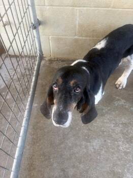 Fred Durst -  Basset Hound Dog for Adoption in Lawrenceburg, Tennessee - Fred Durst | PetCurious