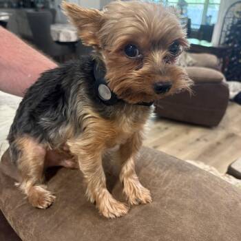 Freddie C-33918 -  Yorkshire Terrier Dog for Adoption in Oklahoma City, Oklahoma - Freddie C-33918 | PetCurious