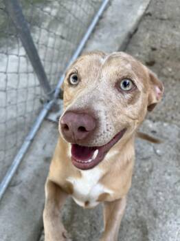 Dachshund and Labrador Retriever Dogs Available for Adoption in Baton Rouge, Louisiana - Chuck | PetCurious