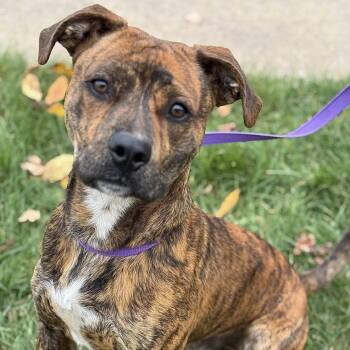 Rescue Pit Bull Terrier Dogs for Adoption in Battle Creek, Michigan - Terry | PetCurious
