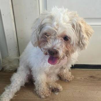 Poodle and Mixed Breed Dogs Available for Adoption in Chapel Hill, North Carolina - Pina | PetCurious