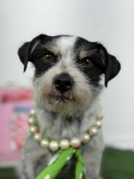 Jordan-One of our Amazing Rescue Dogs -  Border Terrier and Schnauzer Dog for Adoption in Carlsbad, California - Jordan-One Of Our Amazing Rescue Dogs | PetCurious
