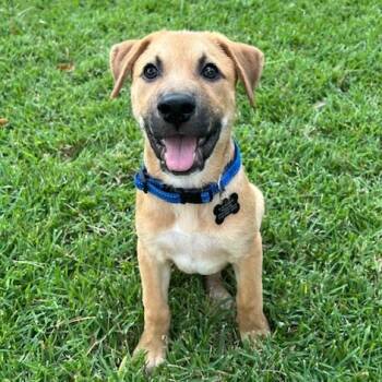 Rescue Shepherd Dogs for Adoption in Houston, Texas - Jarvis | PetCurious