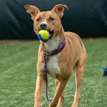 Mixed Breed Dogs Available for Adoption in Saint Charles, Missouri - Winifred | PetCurious