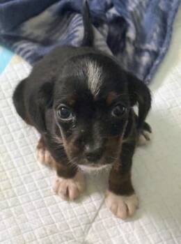 Bonnie -  Beagle Dog for Adoption in Scottsburg, Indiana - Bonnie | PetCurious