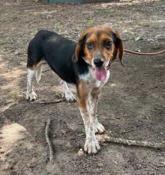 Bagel the Beagle -  Beagle Dog for Adoption in Little Rock, Arkansas - Bagel The Beagle | PetCurious