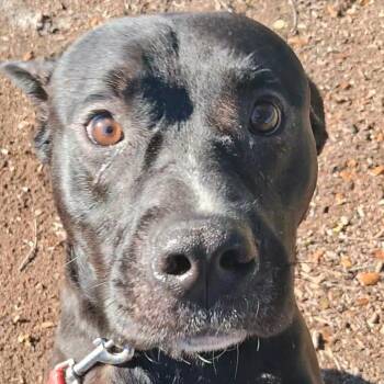 Greenbean -  Mixed Breed Dog for Adoption in West Palm Beach, Florida - Greenbean | PetCurious