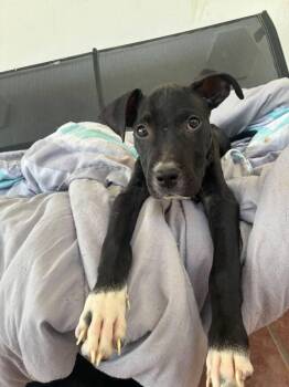 George -  Mixed Breed Dog for Adoption in Naranjito, Naranjito - George | PetCurious