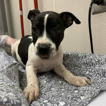 Denali -  Pit Bull Terrier Dog for Adoption in Morganton, North Carolina - Denali | PetCurious