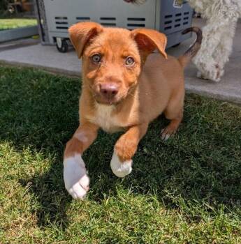 Dillon -  Labrador Retriever Dog for Adoption in Sedalia, Colorado - Dillon | PetCurious