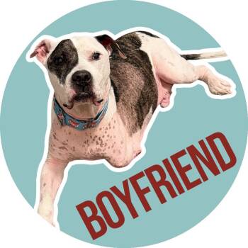 Boyfriend -  American Staffordshire Terrier Dog for Adoption in Fort Worth, Texas - Boyfriend | PetCurious