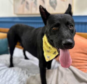 Shepherd and Flat Coated Retriever Dogs Available for Adoption in Friendswood, Texas - Carbon Knight | PetCurious