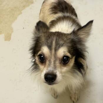 Cujo -  Chihuahua Dog for Adoption in Butler, Kentucky - Cujo | PetCurious