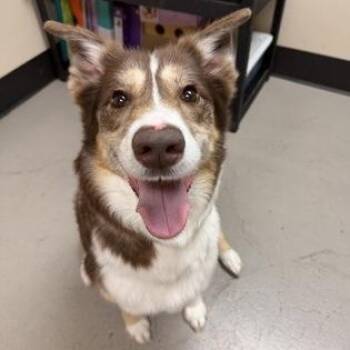 Loma -  Border Collie and Husky Dog for Adoption in Bellingham, Washington - Loma | PetCurious