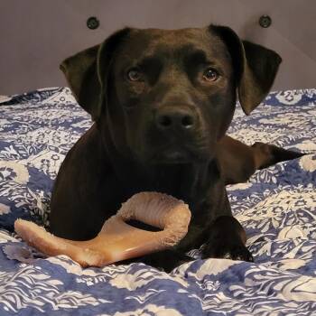 Autumn -  Black Labrador Retriever and Pit Bull Terrier Dog for Adoption in Beulaville, North Carolina - Autumn | PetCurious
