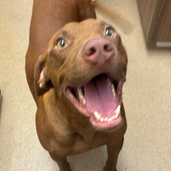 Jade -  Labrador Retriever and Mixed Breed Dog for Adoption in Corpus Christi, Texas - Jade | PetCurious