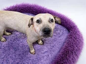 LILAC -  Pit Bull Terrier and Mixed Breed Dog for Adoption in Fort Lauderdale, Florida - LILAC | PetCurious