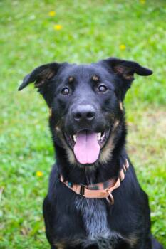 Desoto -  German Shepherd Dog Dog for Adoption in Hayward, Wisconsin - Desoto | PetCurious