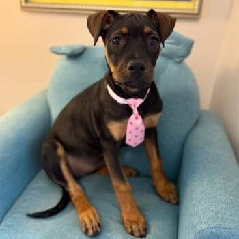 Marcia Brady Bunch -  Doberman Pinscher and German Shepherd Dog Dog for Adoption in Friendswood, Texas - Marcia Brady Bunch | PetCurious