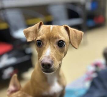 Rescue Chihuahua and Dachshund Dogs for Adoption in Chula Vista, California - BERT | PetCurious