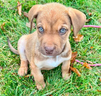 Rescue Labrador Retriever and Terrier Dogs for Adoption in Middletown, Connecticut - Salem | PetCurious