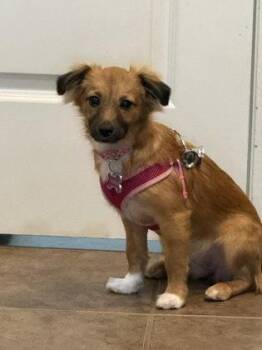Mildred -  Spaniel and Mixed Breed Dog for Adoption in Fort Worth, Texas - Mildred | PetCurious