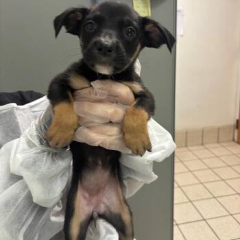 Birdo -  Mixed Breed Dog for Adoption in Charleston, West Virginia - Birdo | PetCurious