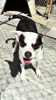 LANA -  Boston Terrier and Jack Russell Terrier Dog for Adoption in Joshua Tree, California - LANA | PetCurious