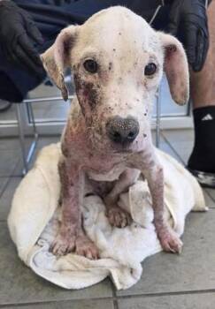 Terrier Dogs Available for Adoption in San Antonio, Texas - THE MORRIGAN | PetCurious