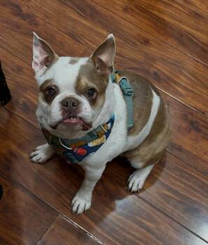 Finley in UT -  Boston Terrier Dog for Adoption - Finley In UT | PetCurious