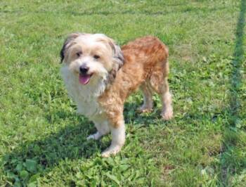 HUMPHREY -  Lhasa Apso and Shih Tzu Dog for Adoption in Hagerstown, Maryland - HUMPHREY | PetCurious