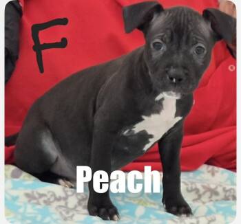 Pit Bull Terrier Dogs Available for Adoption in Irwin, Pennsylvania - Peach | PetCurious