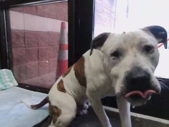 Pit Bull Terrier Dogs Available for Adoption in Tulsa, Oklahoma - RASCAL | PetCurious