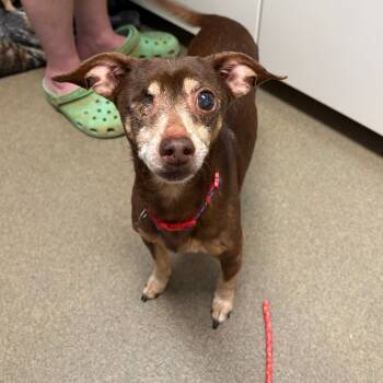 Rescue Chihuahua Dogs for Adoption in Rocky Mount, Virginia - Critter | PetCurious