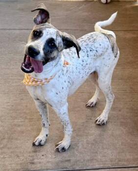White Out -  Hound Dog for Adoption in Mckinney, Texas - White Out | PetCurious