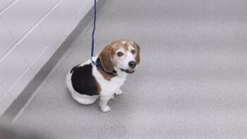 Beagle and Mixed Breed Dogs Available for Adoption - MILI | PetCurious