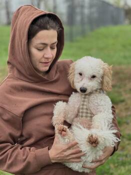 Cockapoo Dogs Available for Adoption in Chester Springs, Pennsylvania - Greta | PetCurious