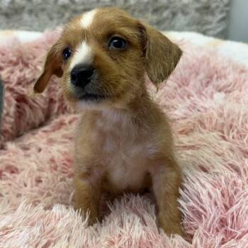 Stella -  Miniature Schnauzer and Yorkshire Terrier Dog for Adoption in Baton Rouge, Louisiana - Stella | PetCurious