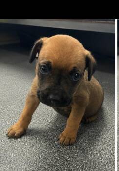 Alfie -  Mixed Breed Dog for Adoption in Conway, South Carolina - Alfie | PetCurious