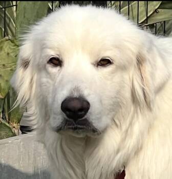 Rescue Great Pyrenees Dogs for Adoption in Schertz, Texas - Maisey | PetCurious