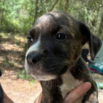 Sammi -  Terrier Dog for Adoption in Gainesville, Florida - Sammi | PetCurious