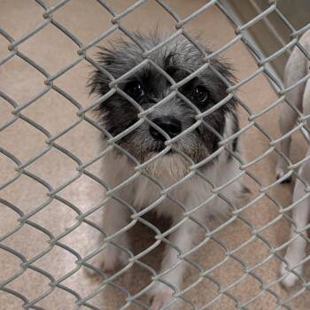 Thing 2 -  Mixed Breed Dog for Adoption in Ardmore, Oklahoma - Thing 2 | PetCurious