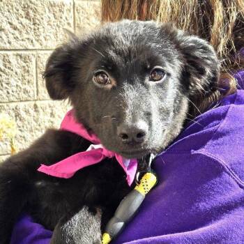 Elvira -  German Shepherd Dog and Mixed Breed Dog for Adoption in Silver Spring, Maryland - Elvira | PetCurious