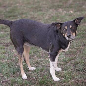 Chloe -  Border Collie and Mixed Breed Dog for Adoption in Abilene, Texas - Chloe | PetCurious